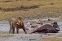 134 Tanzania, Ngorongoro Krater, leeuw met prooi